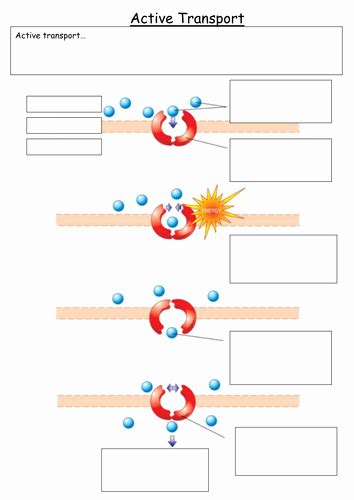 50 Passive And Active Transport Worksheet