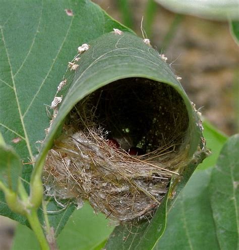 The Tailorbird takes a large growing leaf (or two or more small ones ...