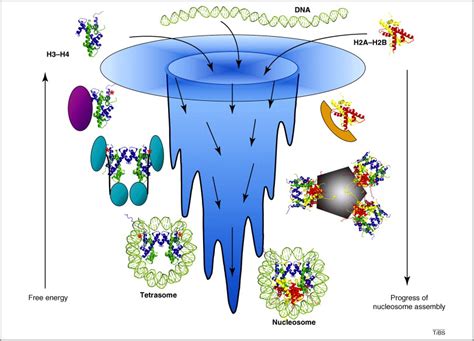 The histone shuffle: histone chaperones in an energetic dance: Trends ...