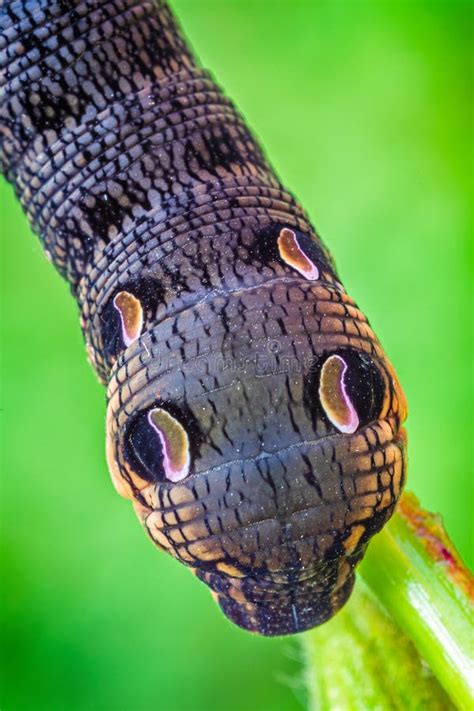 Elephant Hawk Moth Caterpillar Feeding on a Leaf Stock Image - Image of closeup, spring: 245865153