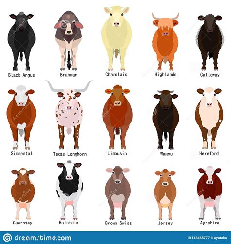 Illustration about Various cattle breeds chart with breeds name, colors, patterns on white ...