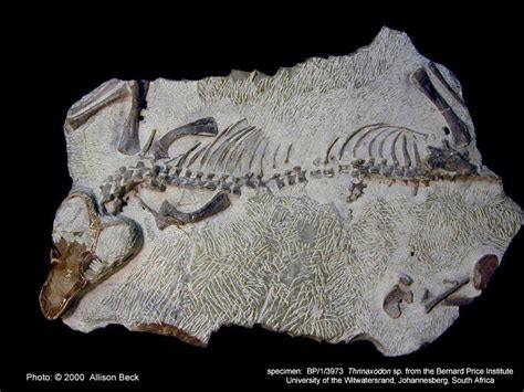 Thrinaxodon fossil -- a cynodont from the early Triassic (248-245 MYA ...