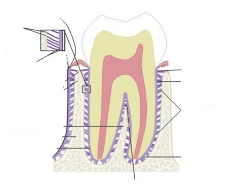 dental anatomy- PDL fibers Quiz