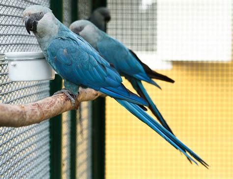 Ararinha-azul, considerada extinta na natureza, é avistada na Bahia - ÉPOCA | Blog do Planeta