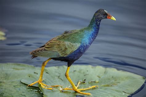 Everglades National Park - Florida National Parks Association