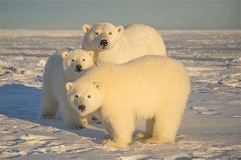 Scientists warn polar bear encounters on the rise in Alaska