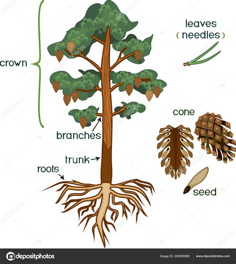 Partes Planta Morfologia Pinheiro Com Coroa Sistema Radicular Cone Com vetor(es) de stock de ...
