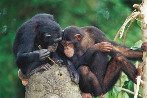 Chimps Apply Insects to Their Wounds | Scientific American