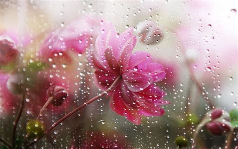 HD wallpaper: Falling Rain In Flower Flowers Under The Rain | Wallpaper Flare