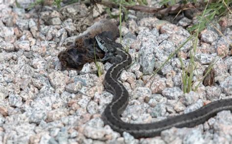 What do Garter Snakes Eat? Diet and Feeding Habits - Reptile Jam