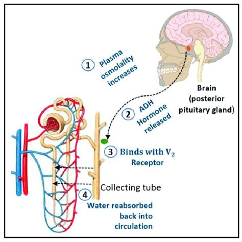 2251 PDFs | Review articles in NEPHROGENIC DIABETES INSIPIDUS