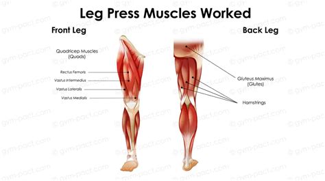 Leg Press Muscles Worked