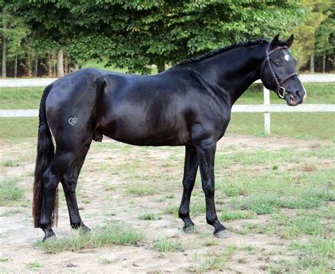 Black Warmblood Horse | Warmblood horses, Horses, Horse breeds