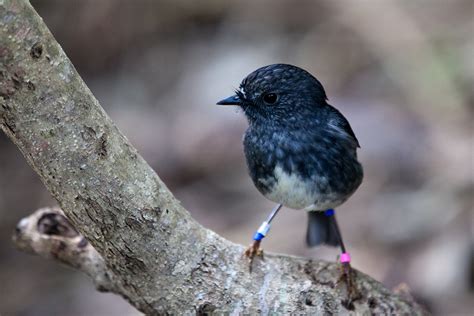 North Island Robin | The North Island Robin is distributed m… | Flickr