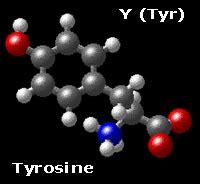 Amino Acids - Tyrosine