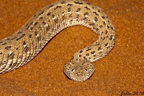 Bitis peringueyi | Bitis peringueyi is a venomous viper spec… | Flickr