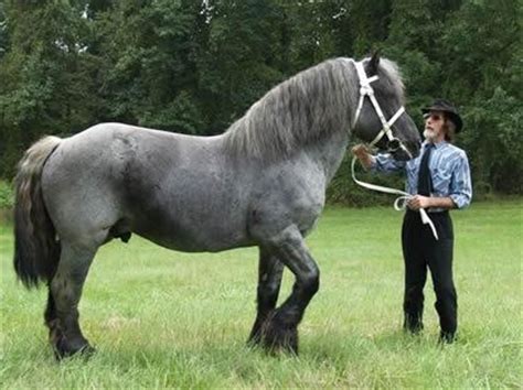 Brabant | Horse-Breeds | Pinterest | Colors