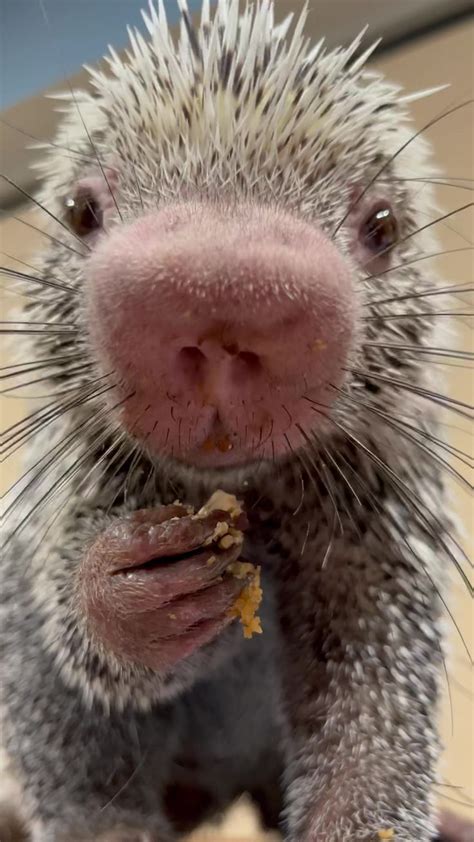 Everyone’s favorite is back: Rico the porcupine eating snacks. We could watch this all day 🥰 ...