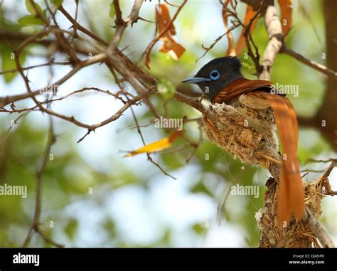 African Paradise Flycatcher at nest Terpsiphone viridis Stock Photo - Alamy