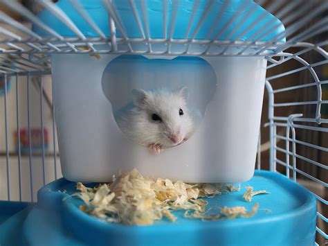 6 essential Hamster Summer Care Tips