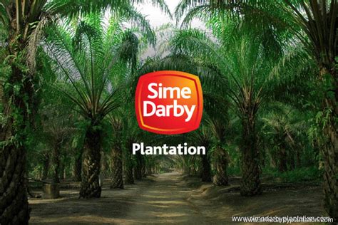 Sime Darby Plantation plans to fully use GenomeSelect seeds for oil palm replanting from 2023 ...