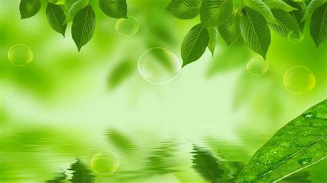 Leaf Wallpaper HD #1 | Leaf background, Green leaf wallpaper, Green ...