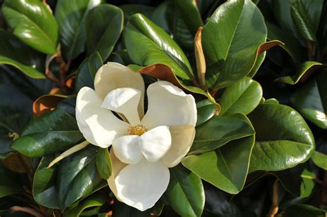 Magnolia grandiflora ‘Southern Charm’ PP13049 | Kiefer Nursery: Trees ...