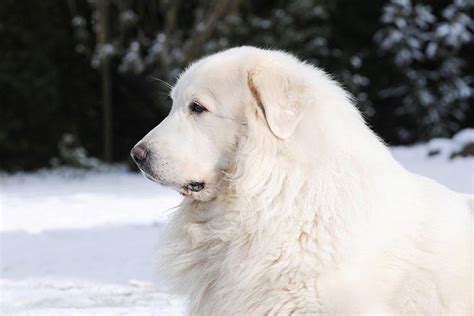 Imagenes De Perros Gigantes De Los Pirineos