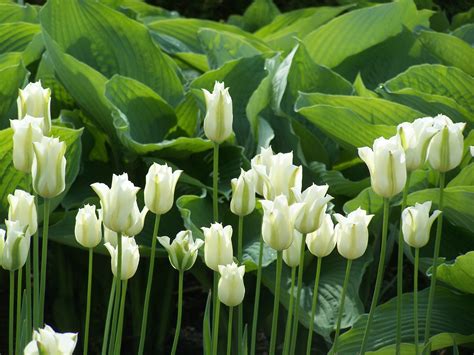 Tulip 'Spring Green' | White flower farm, Tulips, Front yard plants