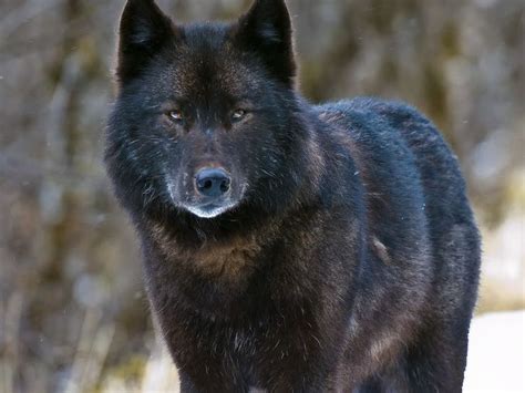 Alexander Archipelago Wolf Size