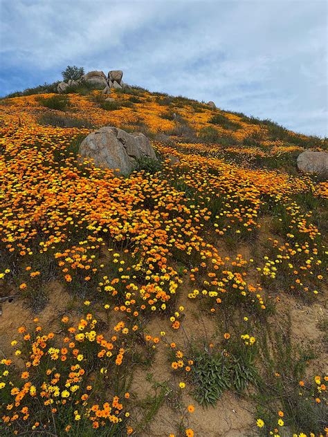 Desert Wildflowers Signal Spring - The Daily Cuppa - Medium