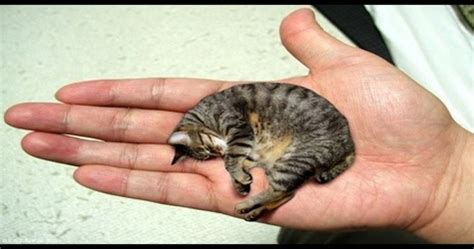 Guinness World Record For The Smallest Cat In The World