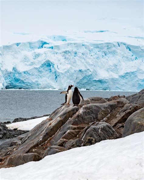 Unforgettable Journeys: Antarctica Cruise Review