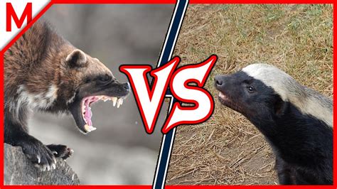 9💥Wolverine vs Honey Badger | +Lynx vs Snow Leopard winner - YouTube