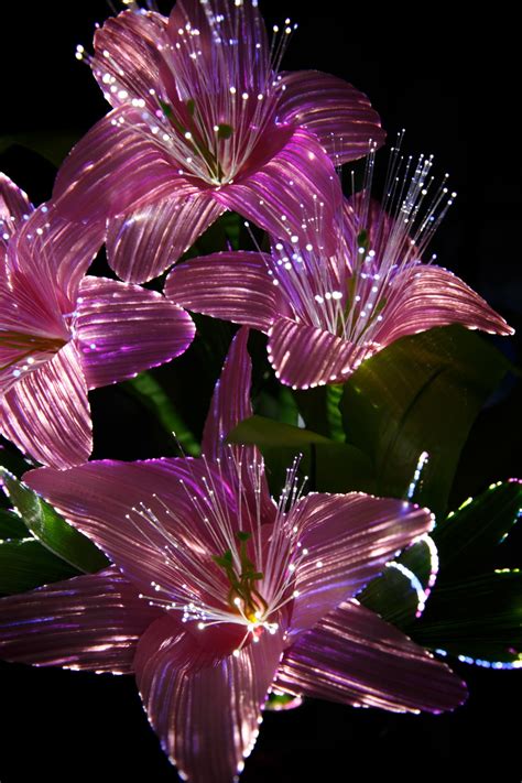 Pink Light Flowers Free Stock Photo - Public Domain Pictures