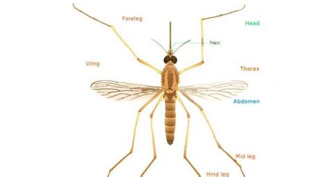 Know Your Mosquitoes | TheHealthSite.com