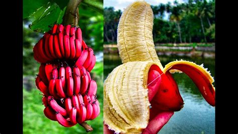 Unusual Fruits In The World / 5 Rare And Exotic Fruits In The World You've Probably ... / See ...