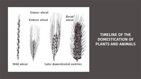 Timeline of The Domestication of Plants and Animals - History in Charts