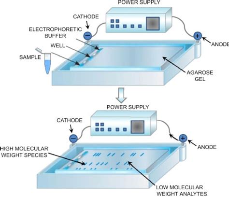 Agarose gel electrophoresis of DNA - Principle, Protocol and Uses ...