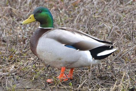 Mallard Duck – Nature of Niakwa