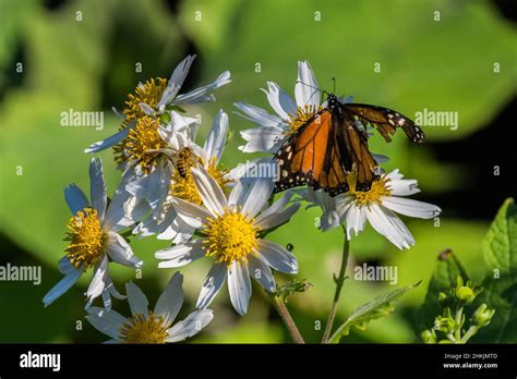 Pacific Grove Monarch Butterfly Sanctuary Stock Photo - Alamy