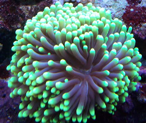 Torch Coral (euphyllia glabrescens) Photos | RateMyFishTank.com