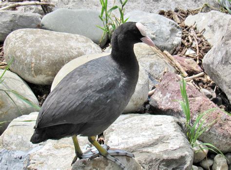 American Coots & Baby... Cootlings?