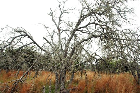 Texans can take steps to prevent spread of oak wilt - AgriLife Today