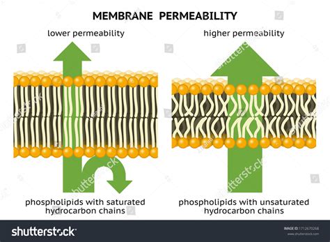 8 Cell Membrane Fluidity Images, Stock Photos & Vectors | Shutterstock