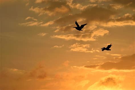 silhouette of 2 birds flying free image | Peakpx