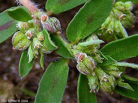 Euphorbia maculata (Spotted Spurge): Minnesota Wildflowers