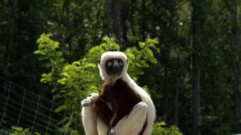 Download wallpaper 1920x1080 zoboomafoo, 2014, lemur, zoboo full hd ...