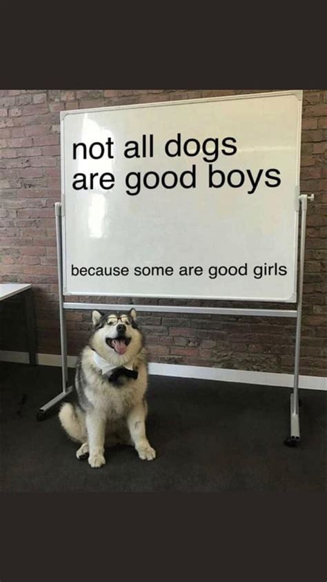 Good boy memes