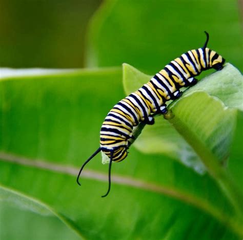 What Does a Monarch Caterpillar Look Like? - Birds and Blooms